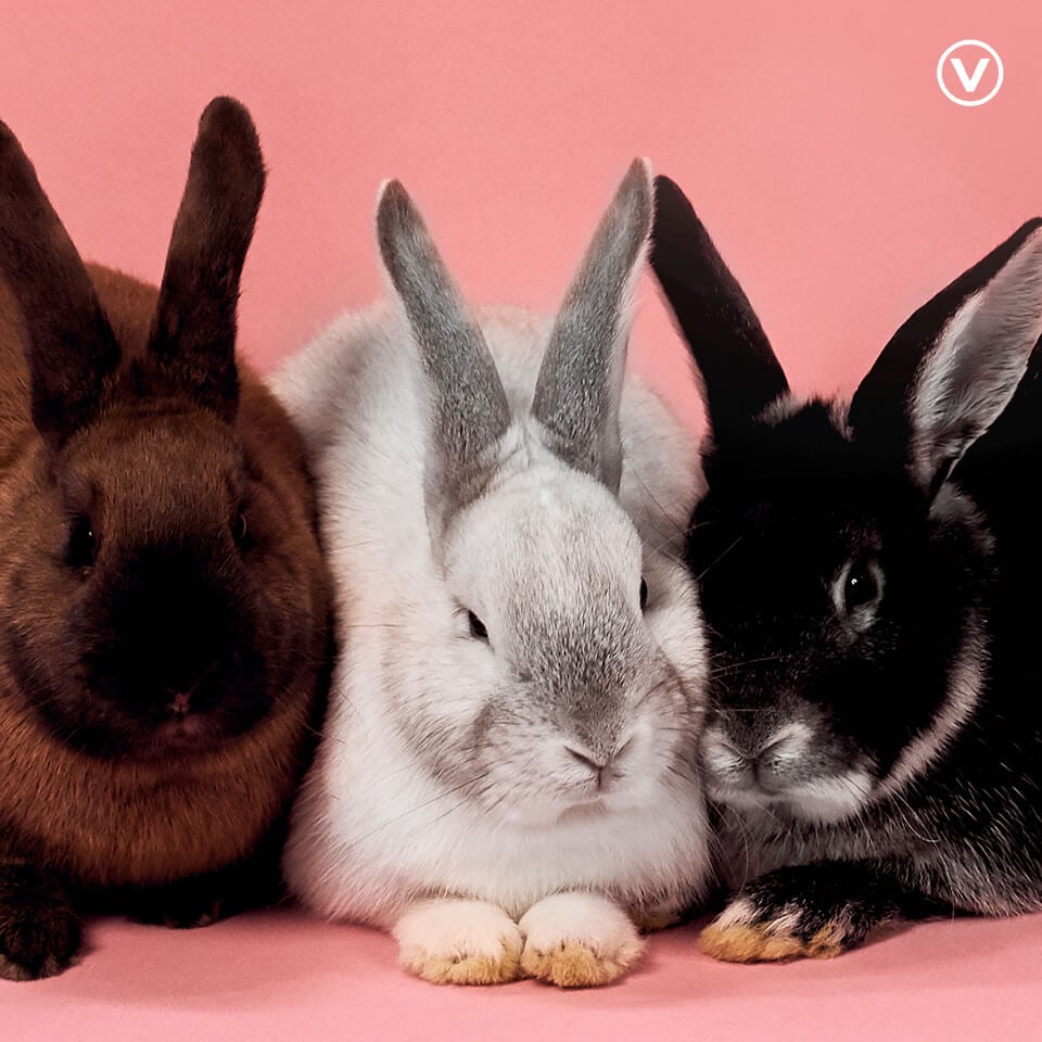 Veganuary